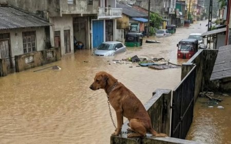 டித்வா புயல் பாதிப்பு: இலங்கைக்கு உதவிகளை அறிவித்த அவுஸ்திரேலியா, சீனா, ஜப்பான், இந்தியா