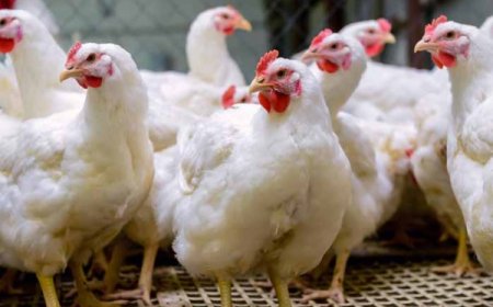 இயற்கை அனர்த்தங்களில் 15 இலட்சம் கோழிகள் உயிரிழப்பு – முட்டை உற்பத்தியில் 40% சரிவு