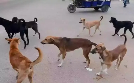 திடீரென அலறிய சிறுமி... தெருநாய்கள் கடித்துக் குதறியதில் பிரிந்த 10 வயது மாணவி உயிர்!