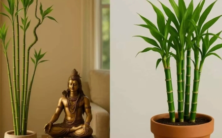 வீட்டில் மூங்கில் செடி இருக்கா? வாஸ்து படி இந்த தவறை செய்தால் அதிர்ஷ்டமே மாறலாம்