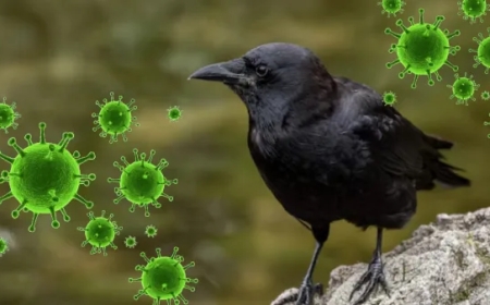 சென்னையில் பறவைக் காய்ச்சல் எச்சரிக்கை: H5N1 தொற்று பரவும் அபாயம் – கவனிக்க வேண்டிய அறிகுறிகள்