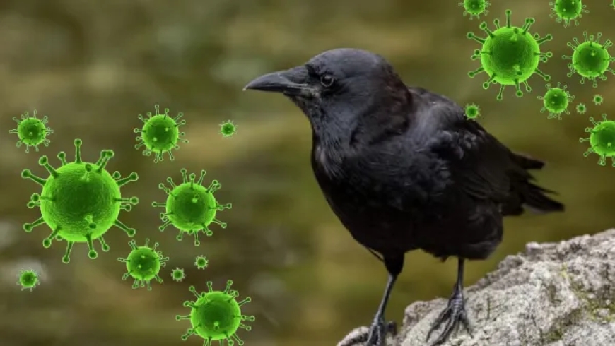 சென்னையில் பறவைக் காய்ச்சல் எச்சரிக்கை: H5N1 தொற்று பரவும் அபாயம் – கவனிக்க வேண்டிய அறிகுறிகள்