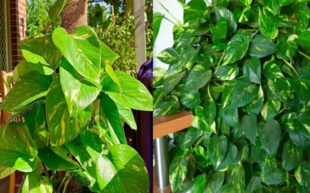 வாஸ்து படி இந்த 5 செடிகள் வீட்டில் இருந்தால் துரதிர்ஷ்டம் நீங்காதாம்!