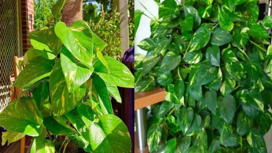 வாஸ்து படி இந்த 5 செடிகள் வீட்டில் இருந்தால் துரதிர்ஷ்டம் நீங்காதாம்!