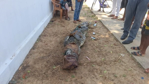 குடியிருப்பு பகுதிக்குள் புகுந்த 8 அடி முதலை: மட்டக்களப்பில் பரபரப்பு