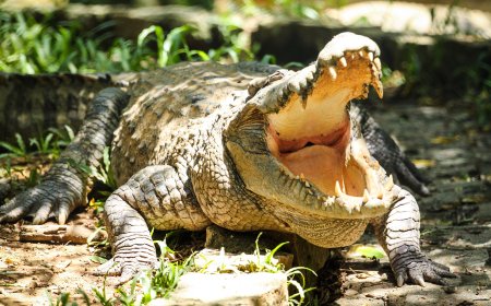 முதலைகள் கற்களை விழுங்குவது ஏன்? விஞ்ஞானம் சொல்லும் ஆச்சரியமான 2 காரணங்கள்!